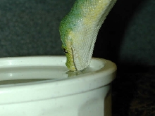 drink
